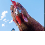 THIS IS CHICKEN HUB