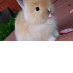 Pink Rabbits sparkles