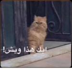 منور/هه القروب