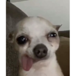 hi lolllllllll