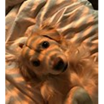 tuffIuv