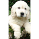 #puppys are da best
