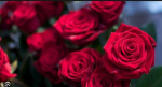 Rose Petal Academy (for horse valley)