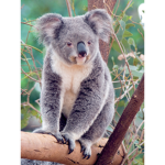 Koala Frends