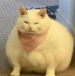 UwU zugajki