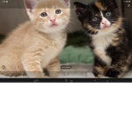 Kitty cat yum yum