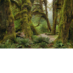 Deep Forests