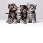 Cat Team United