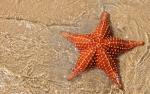Starfish_store