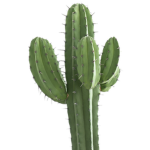 Cactus Desert