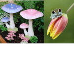 The frog and mushroom group