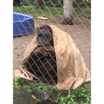 Big monkey clan