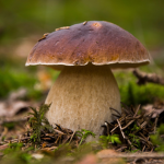 Fungus Enterprises