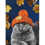 Kittensarecute
