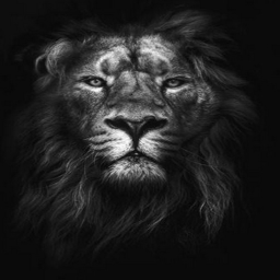 A True Lion Obby