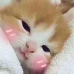Read description Cat Hangout!