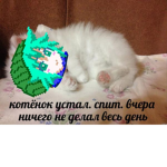 Kimi's Meow Meows