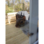 squirrel army!!!