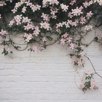 Cute Other flowers :/ Roblox decal