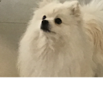 Pomeranian Dog group