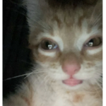Pinkcatxx