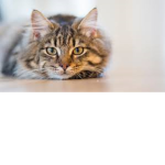 The Kewl Cat Dogs