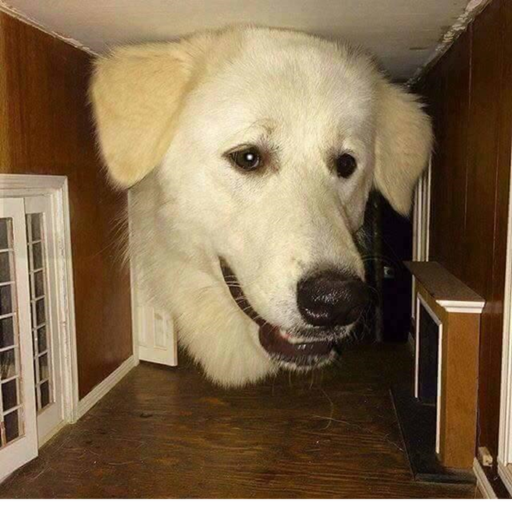 Escape Dogger