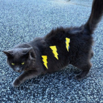 CAT furrys