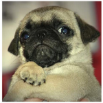 The pug revaluation