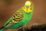 Birds Beyond Inc.