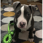 Puppy gang and my friends...
