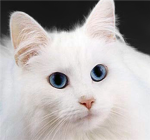 *Frostclan*