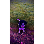 Doggy woof woofers