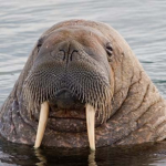 Walrus Association Group.