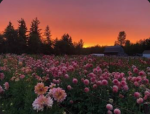 Sunset garden<3