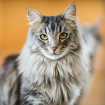 Cats Earth