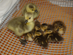 DuckzPackz