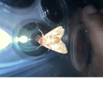 The moth hive