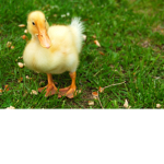 Ducks Regiment