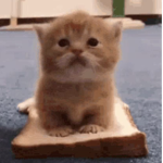 Sandwich Cat Studios