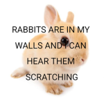 rabbits are in my walls and I can hear them scratc