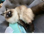 Stinkende katten