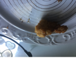 CHICKEN NUGGIE SQUADʕ•ᴥ•ʔ