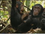 The Great Monke Council