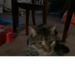 My cat milo