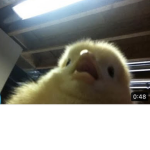 Chicken is better than chickmen club