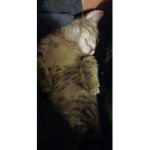 Queen mouse