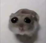 Raphiarmy