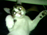 Kittyos