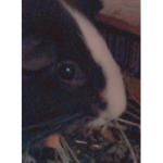 Bubble's piggy squad